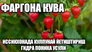 ГИДРА ПОНИКА УСУЛИДА КУЛПУНОЙ ЙЕТИШТИРИШ СИСТЕМАСИ ЖУДА ОДДИЙ ЕКАН 