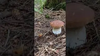 Дождались беляши ков наконец то ! Красота !