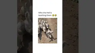 अब इनको कौन सीखा रहा है 🤣 #shorts #malaikaarora #funny