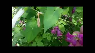 🌹РОЗЫ , цветение 🌹и бесконечный уход !  🌹