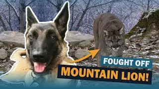 Everyday Dogs who Saved People | Talkin' Dogs