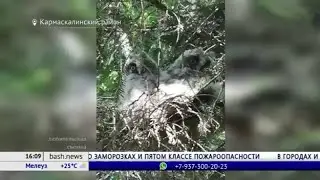 У жителей Кармаскалинского района в саду поселилось совиное семейство