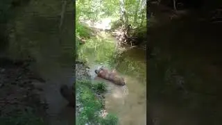 Out walking the pigs.