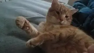 purr