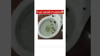 Тағы + 1 фобия