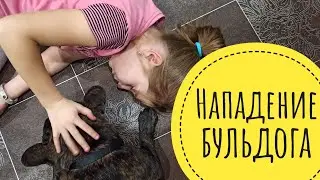Нападение французского бульдога, игры Кузи с Даной