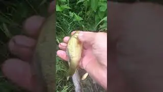 Ещё одно перезаселение золотых карасиков...