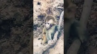 poor baby monkey was left alone