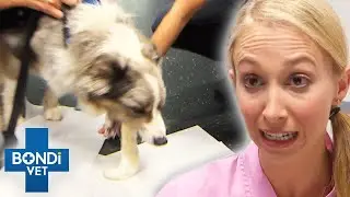 Dog Eats Bread Dough And It Rises In Its Tummy 😵 Bondi Vet Clips | Bondi Vet
