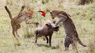When Cheetahs Hunt Wild Boar!!!