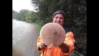 gljive suncanice, preukusne lepotice jesenje sa ivice suma