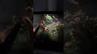 Giant Bioactive Mantis Setup