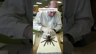 "ARACHNID GIANTS: Unveiling SHOCKINGLY LARGE SPIDERS Beyond BELIEF!!" #facts #youtubeshorts #animals