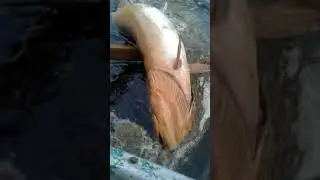 В Кировской области в реке Пижма массово погибла рыба. Видео: vk.com/zlo43, автор Олег Вылегжанин