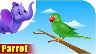 Parrot | Song on birds | 4K | Appu Series