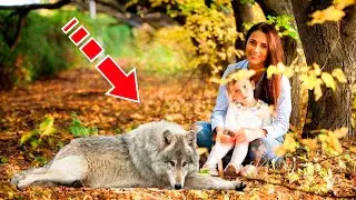Mother and daughter rescued a pregnant wolf. But then the incredible happened!