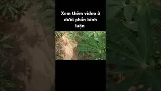 đi bẫy chim cút ngày mà dính như đêm #baychim #farming #vlog #nature #funny #agriculture #
