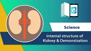 Internal structure of Kidney & Demonstration|| Animated science video || elearn K12
