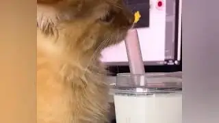 Симбочка младший хочет поднять нам настроение своим милым видео😻❤️