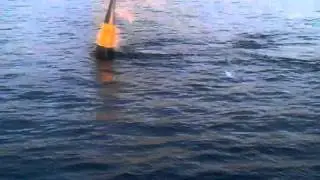 Чайки - следим за джонатаном ливингстоном
