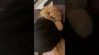 This goofy ahh wittle fluffy kitten 🐱 😍#funny #cat #catlover