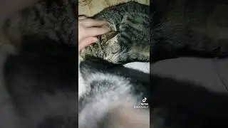 #catfamily