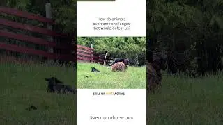 How do Animals Overcome Challenges That Would Defeat Us!