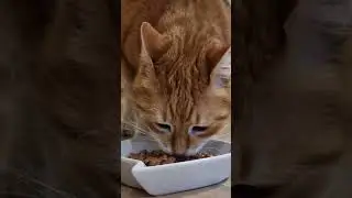 What My Cat Thinks He Looks Like #cutecat #orangecat #gingercat #catsvideo #catshorts