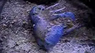 Crayfish moulting I