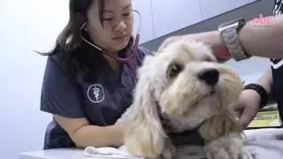 All 'Bout Canines - Infectious Diseases by Dr. Cathy Chan