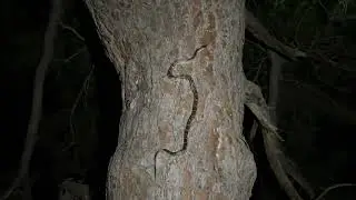 Snake climbing a tree in Texas