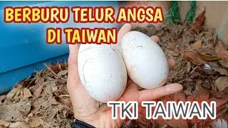 WOW!! BERBURU TELUR ANGSA DI TAIWAN GUYS