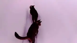 Три брата - три разных решения.🐅🐅🐅🧓