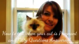 Kitty Series : How to tell when your cat is pregnant and kitty questions answered!