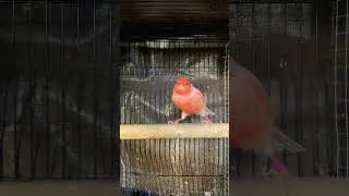 Gorgeous Red Mosaic Canary 🥹