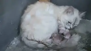 Leo Cat Gives Birth to Baby Kittens on petsNpeeps