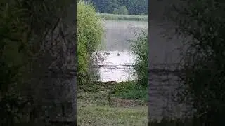 Булюпе