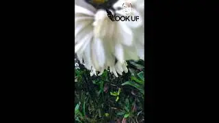 Cinematic - Bunga Diatas Gunung