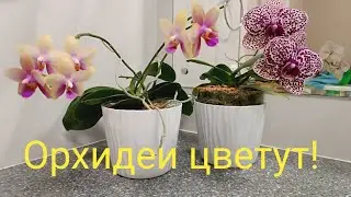 Цветущие орхидеи в августе🌺#11.08.2024г.