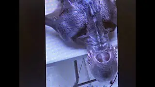 Морское чудовище 