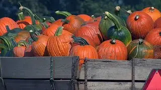 Fall's Arrival Brings America's Pumpkin Spice Obsession to Life