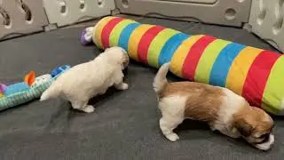Crinkle Toys