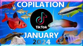 #1 𝐓𝐈𝐊𝐓𝐎𝐊 Copilation JANUARY 2024 @AquariumLifeFR | Los MEJORES CLIPS de nuestro canal en #tiktok