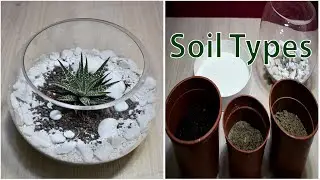 How to Repot and Plant Succulents In A Bowl