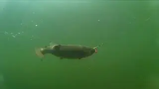 Fish 2