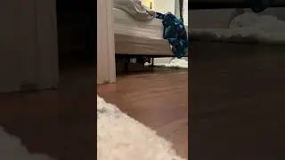 PEEK-A-BOO I Found You 🤩 | Cutest Cat On Internet #shorts #pets #cat | Paws and Fur