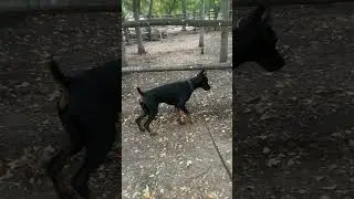 Слишком долго готовил убийство
