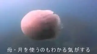 فيديو 18/ (Giant jellyfish)2