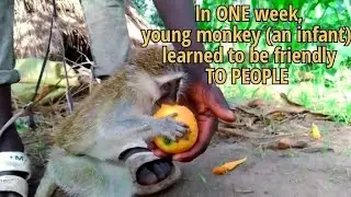See how friendly this monkey is within one week.