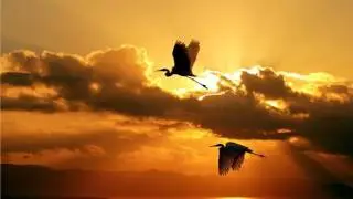 Leo kodian-The feeling